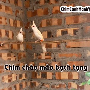 Chào mào bạch tạng