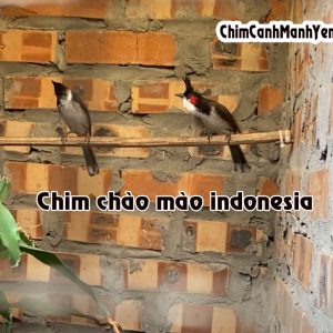 chào mào indonesia