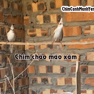 CHÀO MÀO XÁM – Đặc điểm hình thái, cách ghép sinh sản