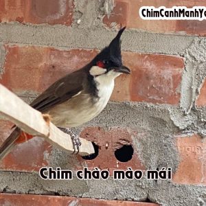 Chim chào mào mái