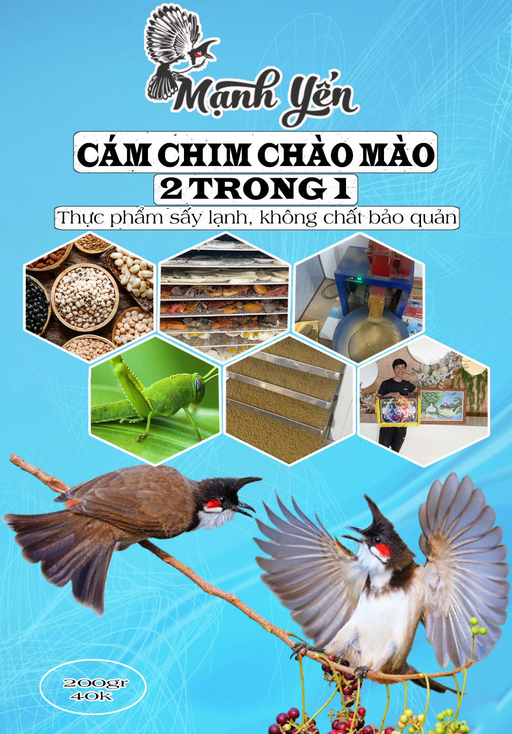 cám chào mào 2 trong 1