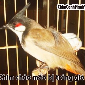 CHIM CHÀO MÀO BỊ TRÚNG GIÓ – Nguyên nhân, biện pháp chữa trị hiệu quả